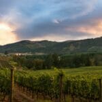 Santa Rosa Wineries: Your Complete Guide