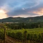 Santa Rosa Wineries: Your Complete Guide
